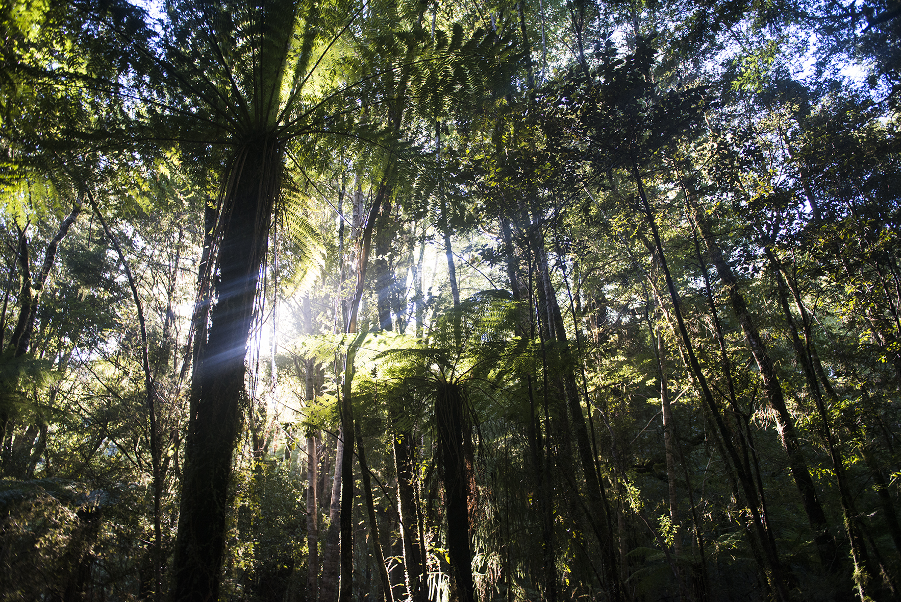 View of native forest